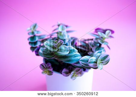 Colored Home Plant With Green-pink Leaves In A White Pot On Pink Background