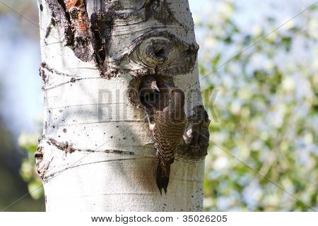 Nördlichen Flicker
