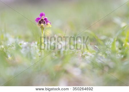 Ophrys Tenthredinifera