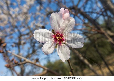 The Leaves Of An Almond Tree In Spring