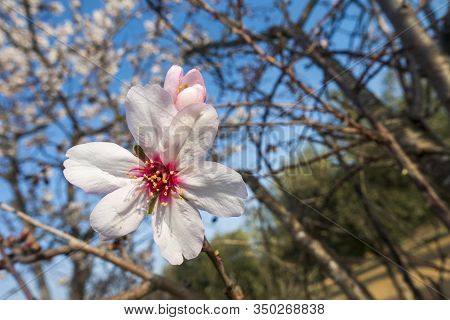 The Leaves Of An Almond Tree In Spring