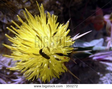 Beetle i blomst