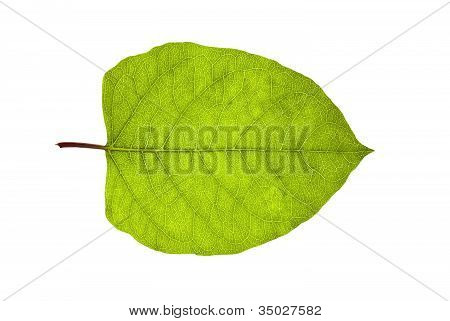 Foglia verde