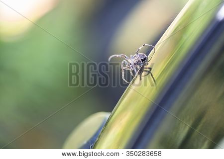 A Spider Climbing On A Reflective Surface