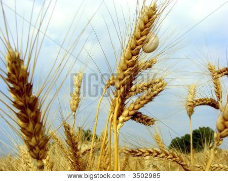 Corn