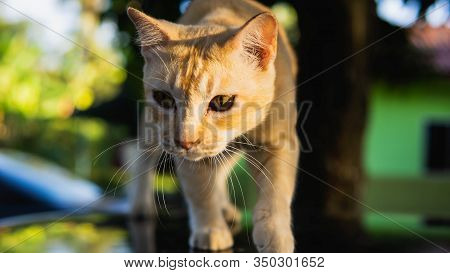 An Ginger Stripes Stray Cat Laying Down On The Car Hood With Morning Sunlight Rays On The Background