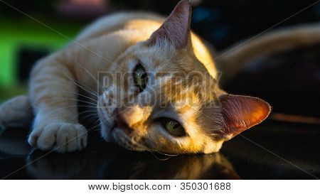 An Ginger Stripes Stray Cat Laying Down On The Car Hood With Morning Sunlight Rays On The Background