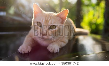 An Ginger Stripes Stray Cat Laying Down On The Car Hood With Morning Sunlight Rays On The Background