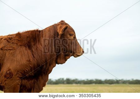 Brown Beef Cow In Pasture In Profile Image Of Head And Shoulders.