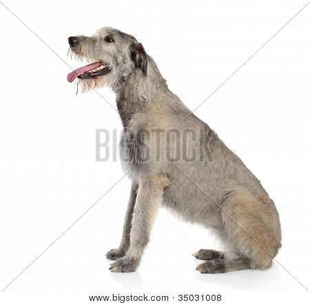 สุนัข Wolfhound ไอริช