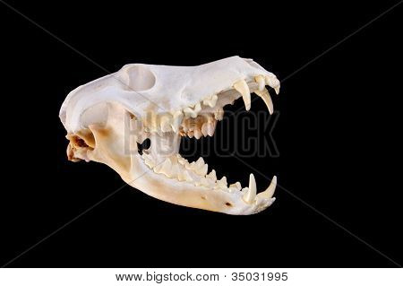 Cranio di un coyote (canis Latrans) su uno sfondo nero con ganasce aperte