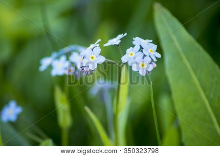 Water Forget-me-not Myosotis Scorpioides Myosotis Palustris. Myosotis Blue Flower Colloquially Denom