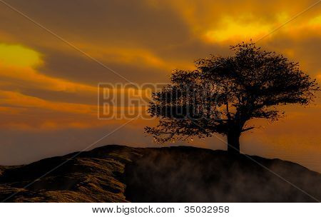 Isolerede træ på sunset