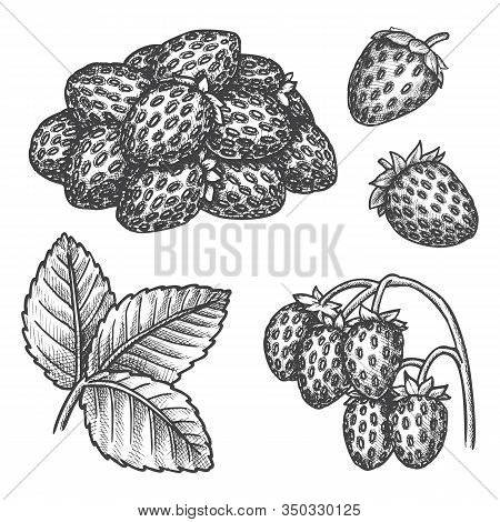 Strawberry Berry Fruits, Vector Hand Drawn Sketch, Botanical Illustration. Strawberry Berry Elements