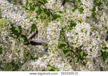 White Flowers Blooming Bird Cherry. Bird Cherry Tree In Blossom. Close-up Of A Flowering Prunus Padu
