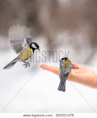 Girl Feeds A Tit From A Palm. A Bird Lands On A Womans Hand To Take Foodand The Other Sits On The Pa