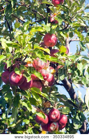Ripe Red Idared Apples Hang On A Tree In The Garden. Agricultural Farm For Growing Apples. Harvestin
