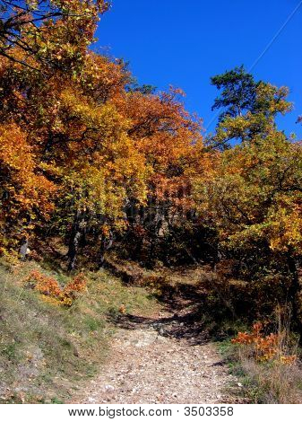 Strada sotto gli alberi