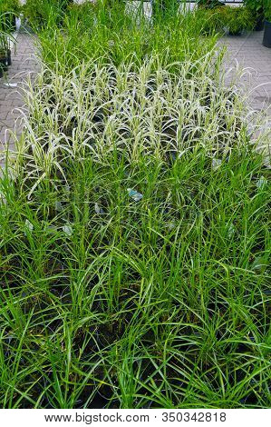 Miscanthus Chinese Varieties: Variegatus And Morning Light. Garden Shop, Ornamental Grass Department