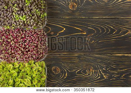 On A Dark Wooden Background - Three Boxes With Microgreens Of Red Basil, Sorrel And Amaranth. Copy S