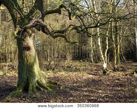 Bare Winter Trees In Mixed Woodland At Skipwith Common National Nature Reserve, North Yorkshire, Eng