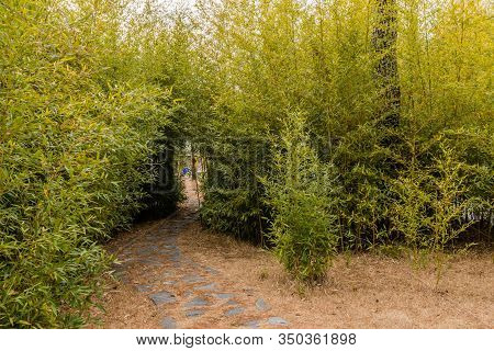 Pathway In Public Park Through Small Grove Of Bamboo Trees.
