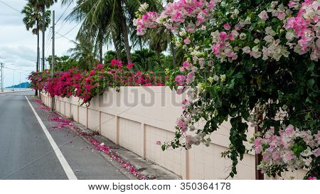 Fuschia And Pink Bougainvillea Flowers Hanging Over Wall On The Side Of The Road In Pranburi Thailan