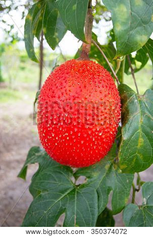 Red Spring Bitter Cucmber Nature Vegetable Garden