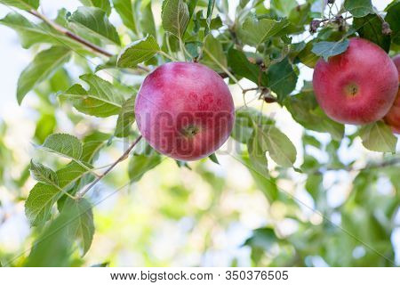 Ripe Red Idared Apples Hang On A Tree In The Garden. Agricultural Farm For Growing Apples. Harvestin