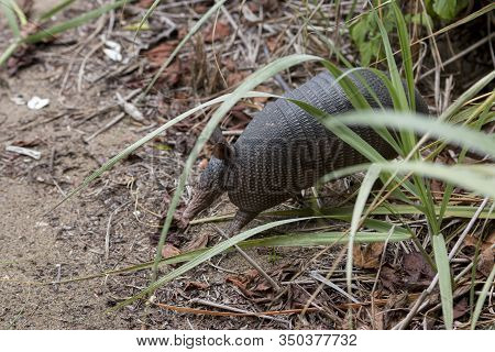 Nine-banded Armadillo, Dasypus Novemcinctus, Walking During The Day At The Beach Of The Junquillal N