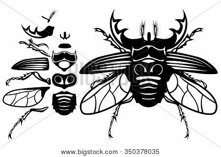 Components Of A Single Horned Beetle. The Set Of All The Parts Of An Insect. Wings, Chitin, Paws, Ho