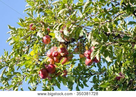 Ripe Red Idared Apples Hang On A Tree In The Garden. Agricultural Farm For Growing Apples. Harvestin