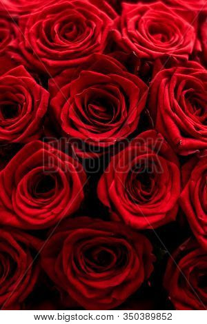 Blooming Rose, Flower Blossom And Valentines Day Gift Concept - Gourgeous Luxury Bouquet Of Red Rose