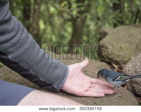 La Palma Chaffinch, Fringilla Coelebs Palmae, Palman Chaffinch Male Eating Crumbs, Feeding From Man 