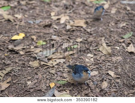 La Palma Chaffinch, Fringilla Coelebs Palmae, Palman Chaffinch Male Perched On Forest Ground At Laur