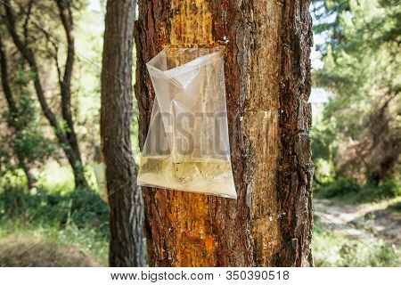 Collecting pine resin from a tree at Evia island. Evia , Greece. Pine resin is a key flavouring in Retsina the traditional Greek wine style.
