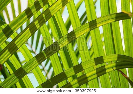 Image Soft Focus Green Plam Leaves Natural Background Or Texture. Sunlight Through Leaves.
