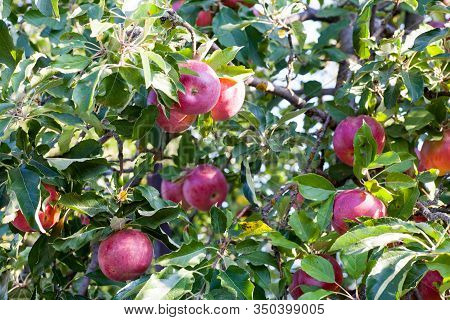 Ripe Red Idared Apples Hang On A Tree In The Garden. Agricultural Farm For Growing Apples. Harvestin