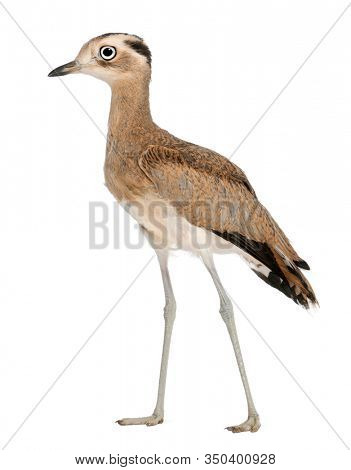 Peruvian Thick-knee, Burhinus superciliaris, 5 months old, in front of white background