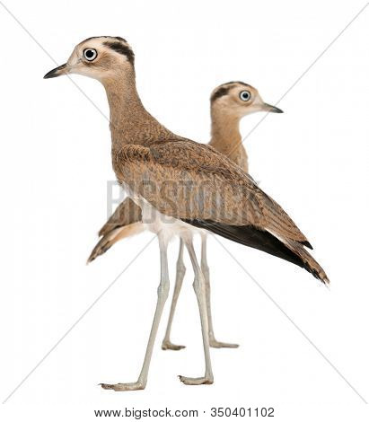 Peruvian Thick-knees, Burhinus superciliaris, 5 months old, in front of white background