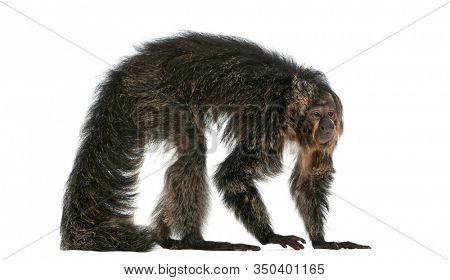 Saki, Pithecia pithecia, 4 years old, in front of white background