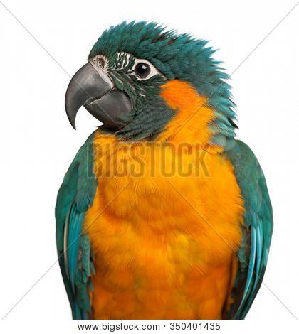 Blue-throated Macaw, Ara glaucogularis, 4 months old, in front of white background