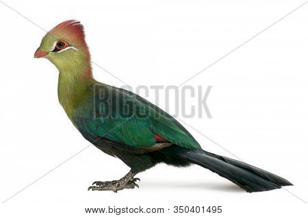 Fischer's Turaco, Tauraco fischeri, 6 months old, in front of white background
