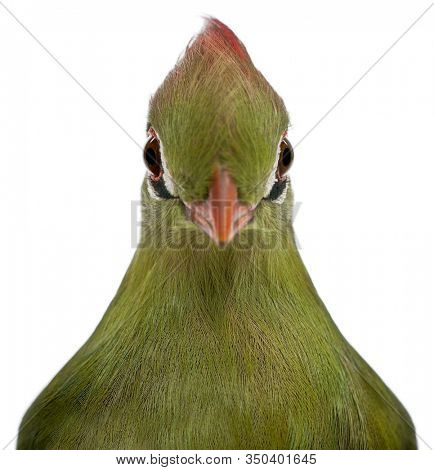 Fischer's Turaco, Tauraco fischeri, 6 months old, in front of white background