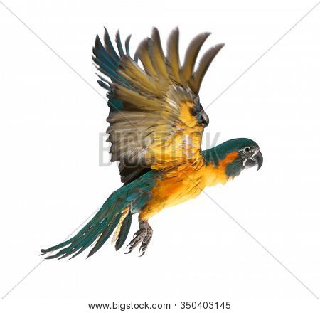 Blue-throated Macaw, Ara glaucogularis, 4 months old, flying in front of white background