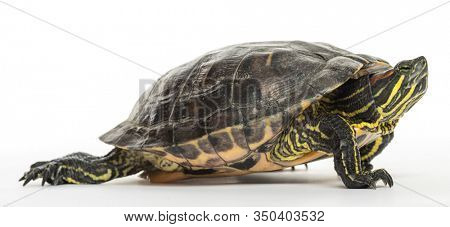 Pond slider, Trachemys scripta, isolated on white
