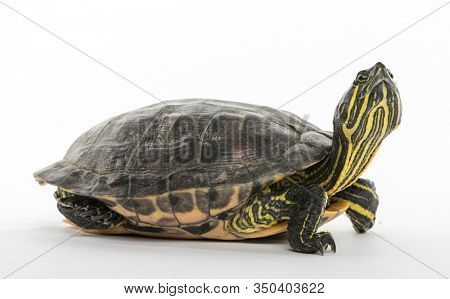 Pond slider, Trachemys scripta, isolated on white