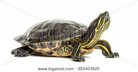 Pond slider, Trachemys scripta, isolated on white