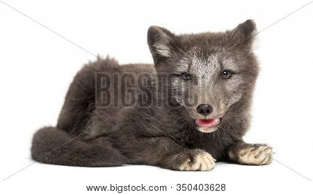 Arctic fox cub, Vulpes lagopus lying down, panting, 2 months old, isolated on white