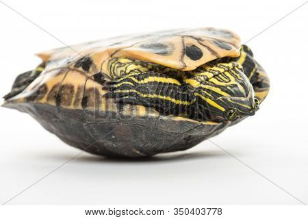 Pond slider, Trachemys scripta, isolated on white